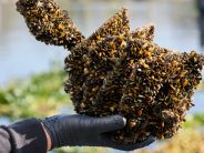 Sampling plates hauled from the water at the Port of Stockton were completely encrusted with mussels on Oct. 23, 2025. The plate